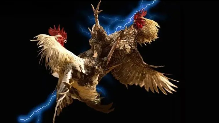 Khám Phá Thiên Đường Đá Gà VN86 Với Hàng Trăm Trận Đấu Mỗi Ngày