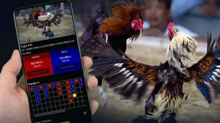 Khám Phá Thiên Đường Đá Gà VN86 Với Hàng Trăm Trận Đấu Mỗi Ngày