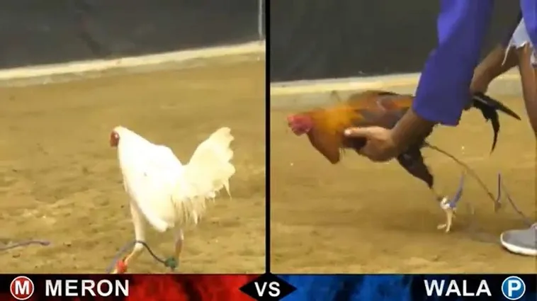 Hé Lộ Cách Chơi Đá Gà Sabong Tại VN86 Chuẩn Sư Kê Philippines